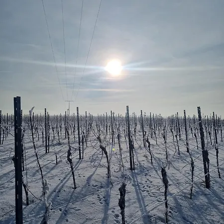 Helloyou Apartments X Bright I Kueche I Wifi I Parken